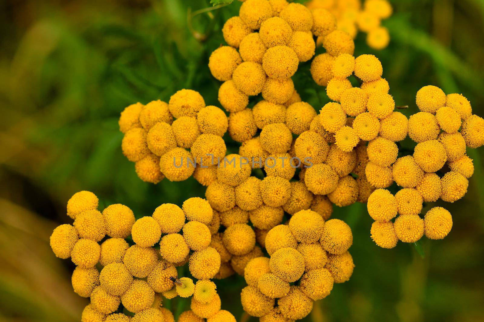 common Tansy, medicinal herb with flower in summer