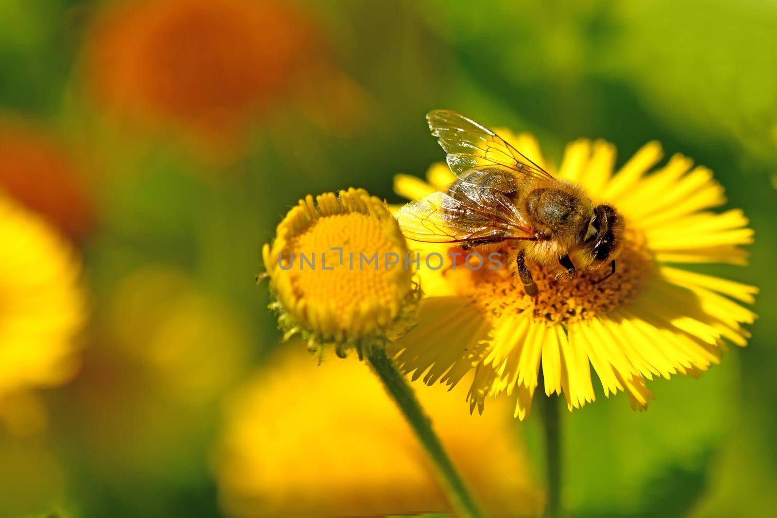 bee with pollen on a yellow flower by Jochen