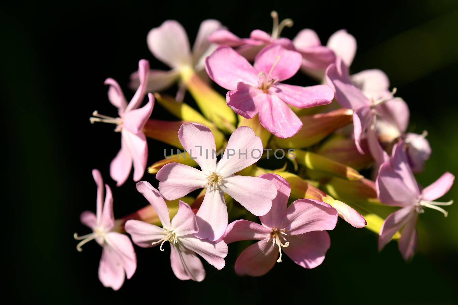 Common soapwort with flower in a closeup