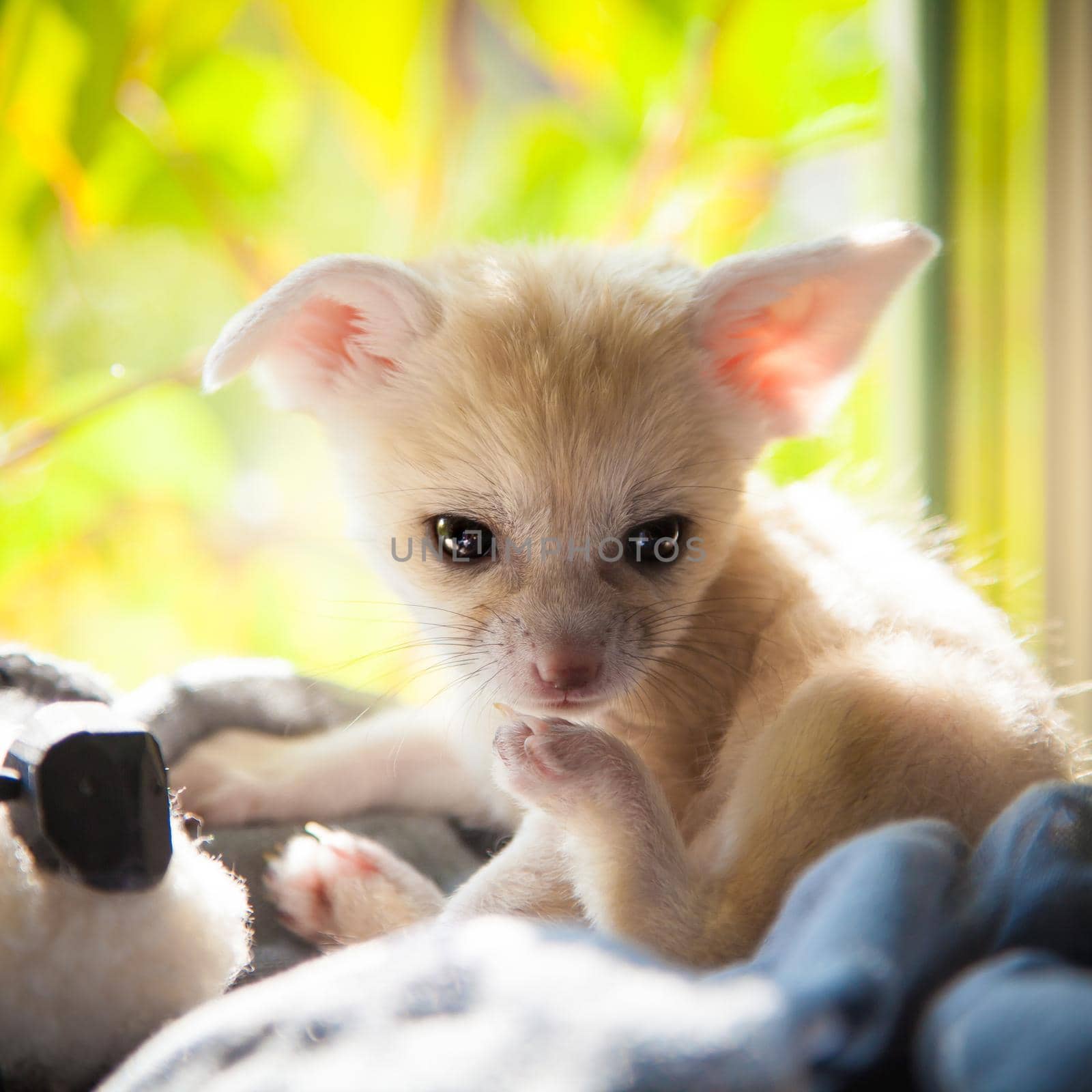 Pretty fennec fox cub with luminious background by RosaJay