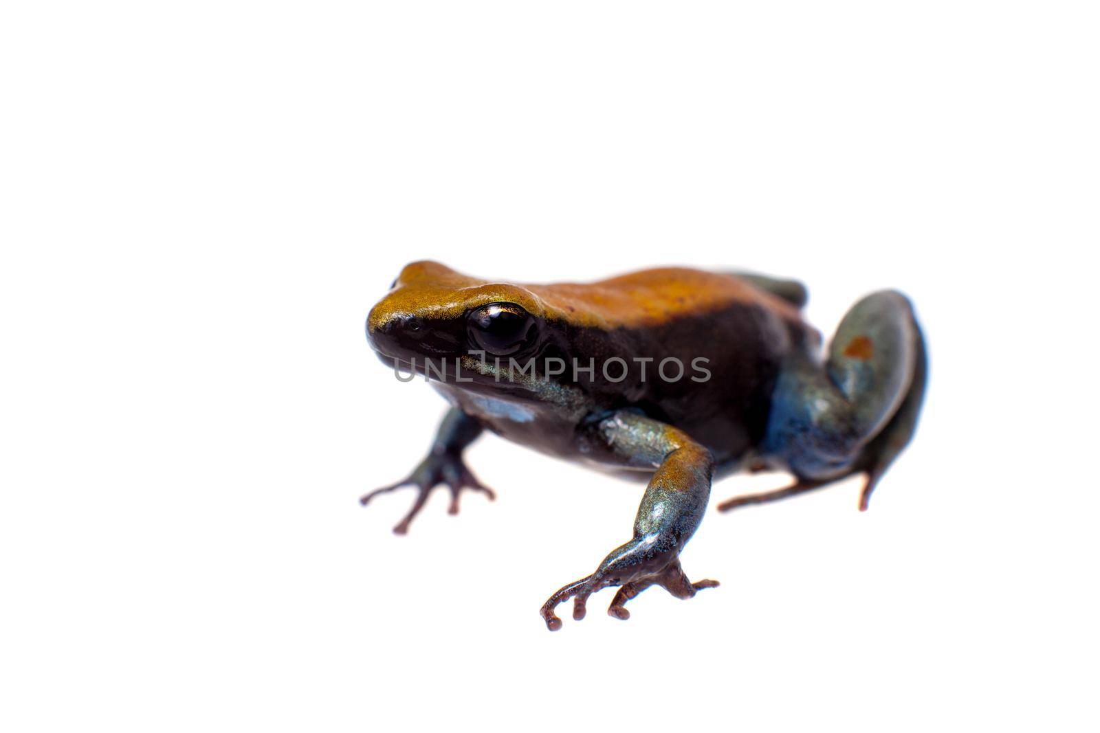 Blue-legged mantella, Mantella expectata, isolated on white. by RosaJay