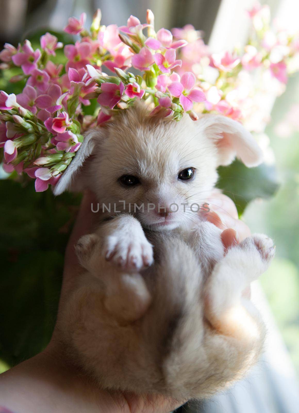 Pretty fennec fox cub with pink flowers on hands