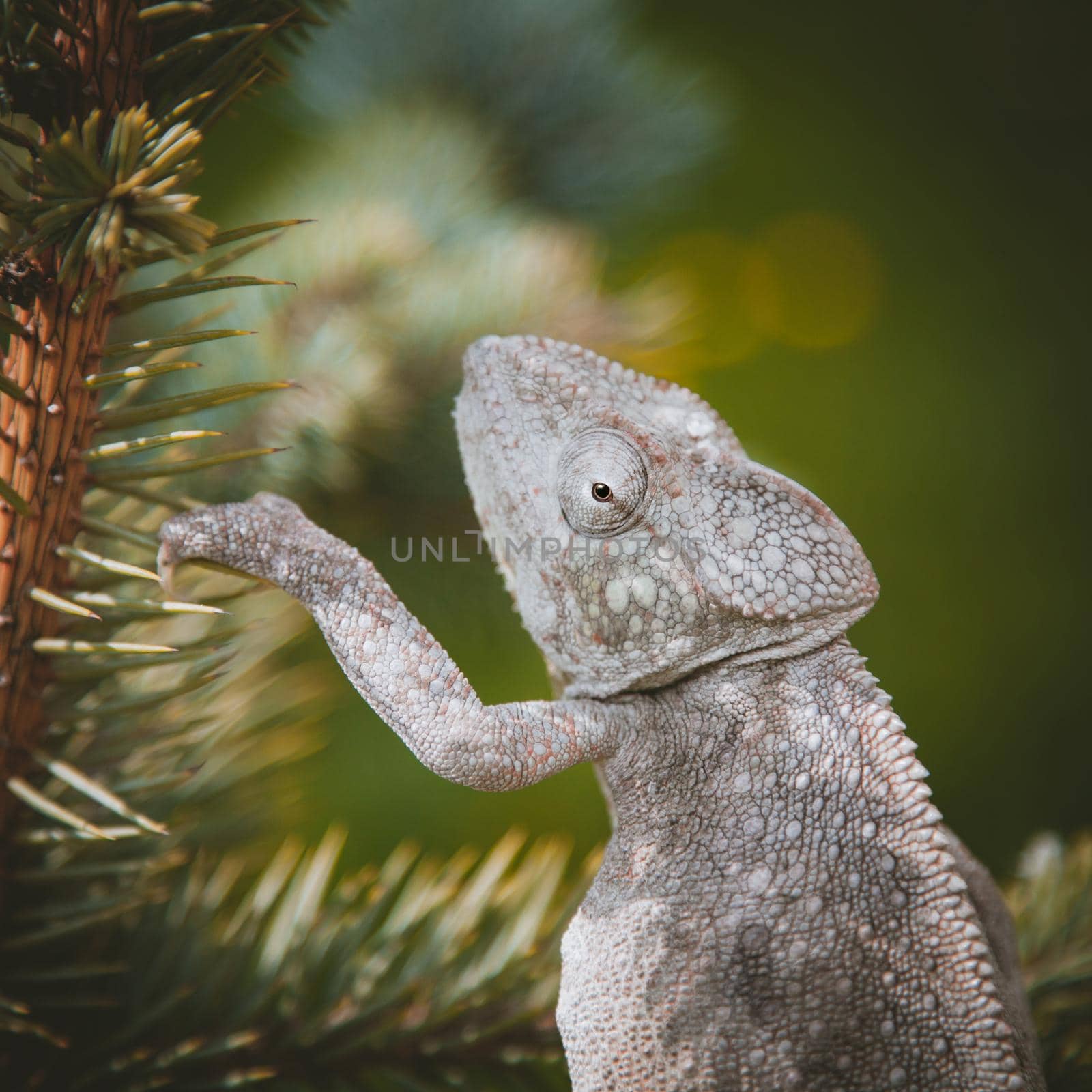 The Oustalet's or Malagasy giant chameleon, Furcifer oustaleti, female isolated on white