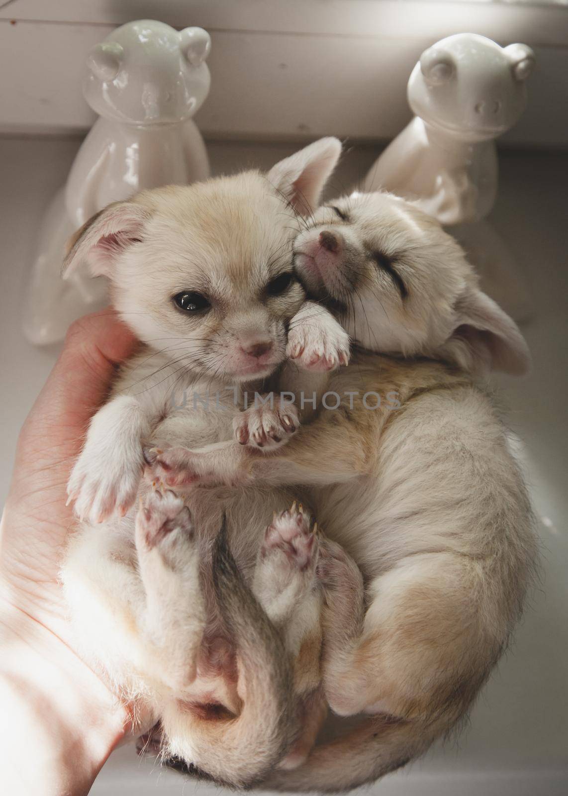 Cute fennec foxes cub in front of window on human hands