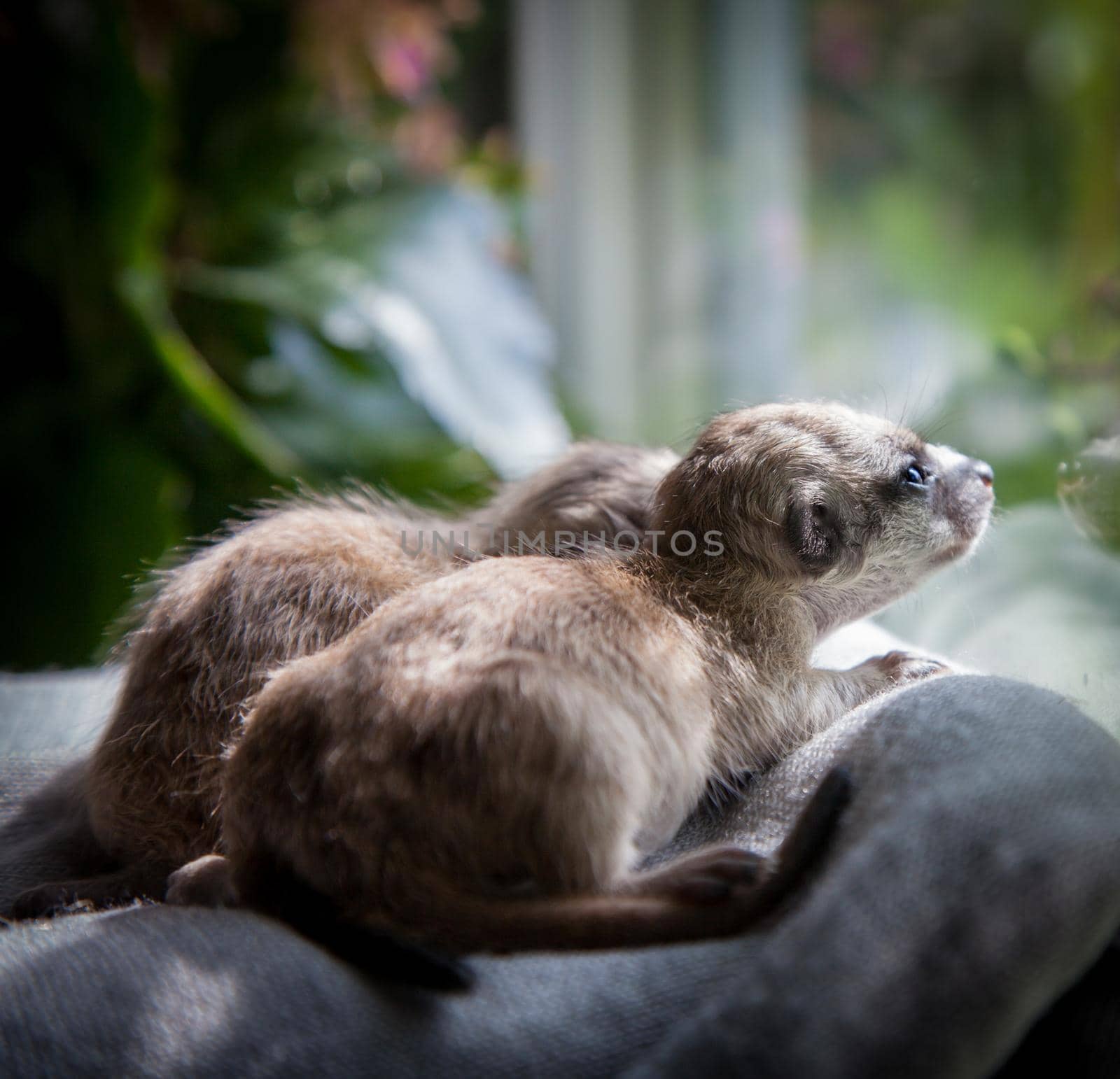 The meerkat or suricate cub, Suricata suricatta, in front of window