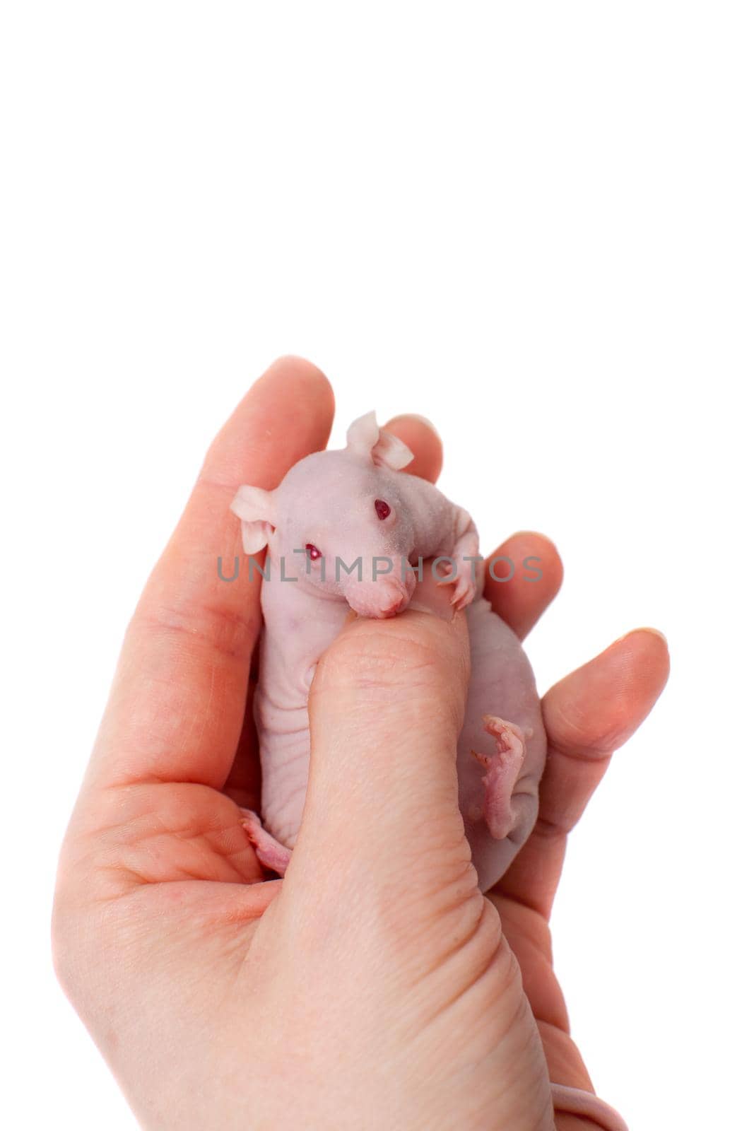 Hairless House mouse, Mus musculus isolated on white background