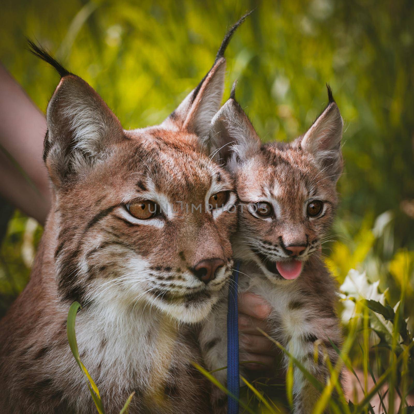 Beautiful Eurasian lynx with cub, lynx lynx, at summer field