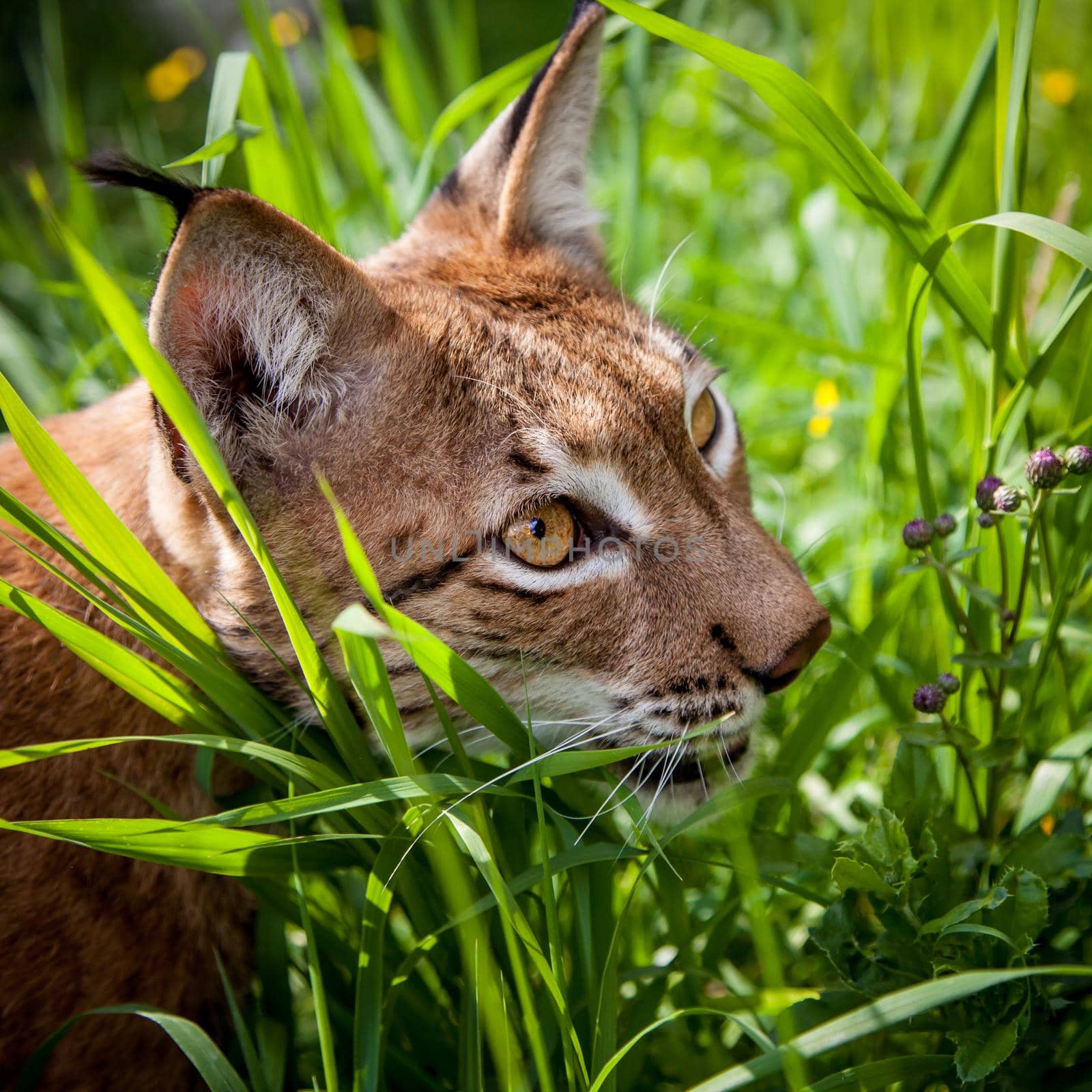 Beautiful Eurasian lynx, lynx lynx, at summer field