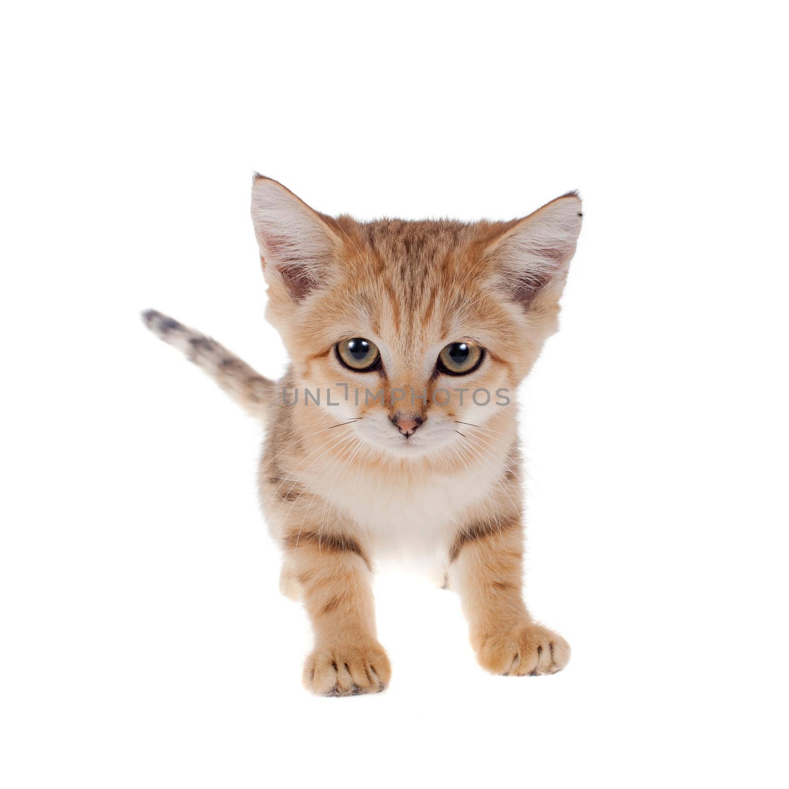 Sand cat, Felis margarita, isolated on white background