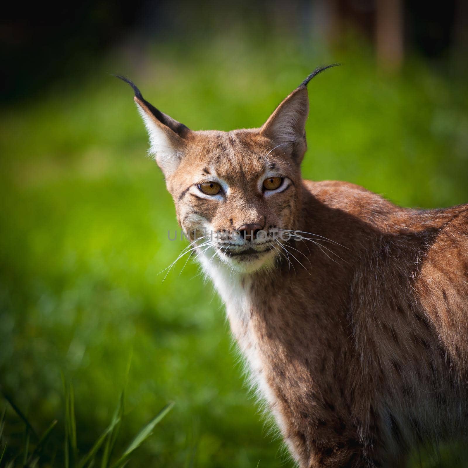 Adorable Eurasian Lynx, portrait at summer field by RosaJay