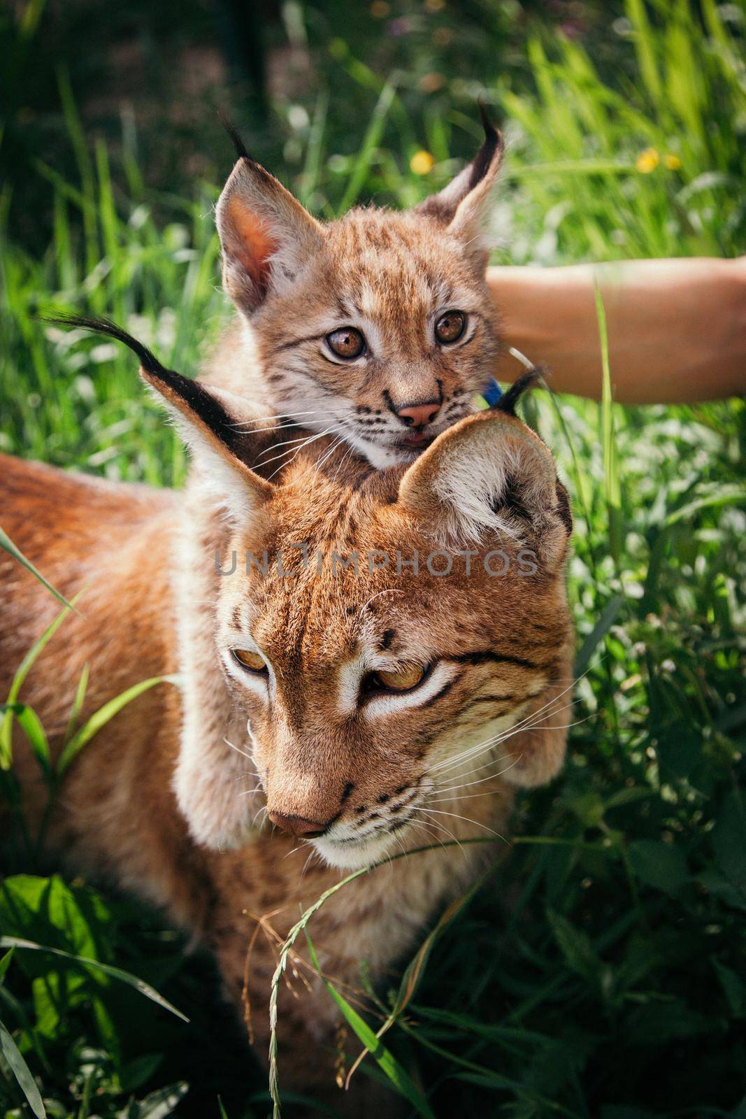 Beautiful Eurasian lynx with cub, lynx lynx, at summer field