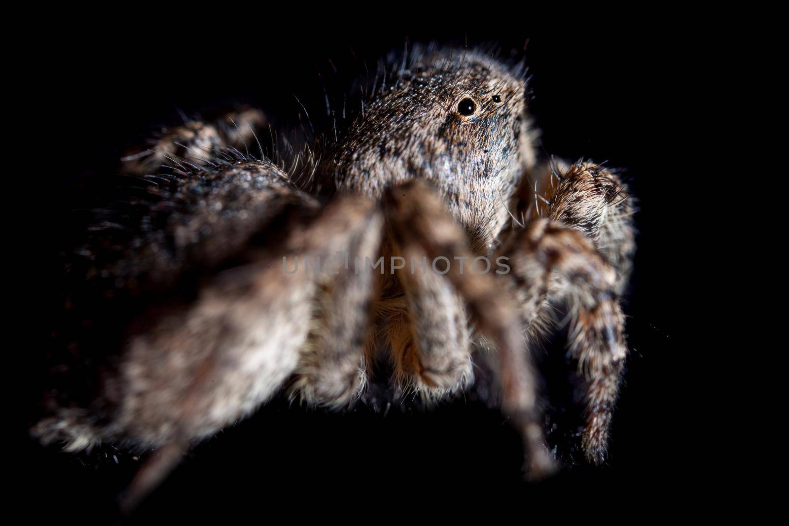Portrait of a Jumping spider isolated on black background