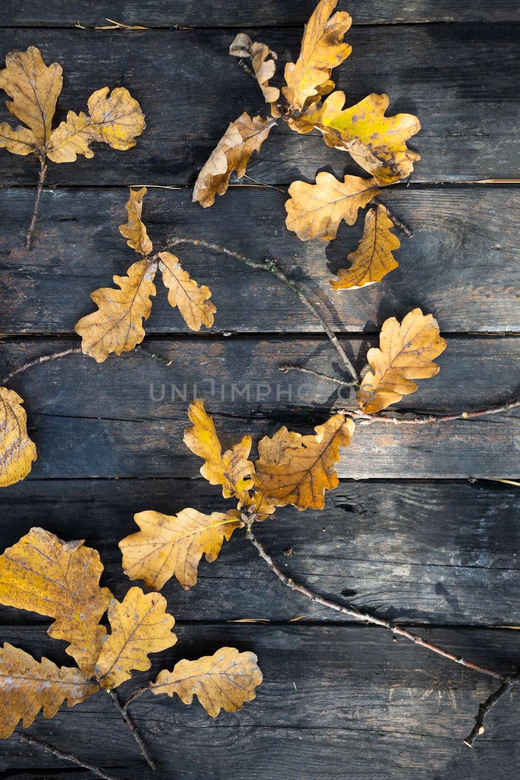 Faded oak leaves on old rustic wooden table. Autumn background. Background and texture. by Tanacha