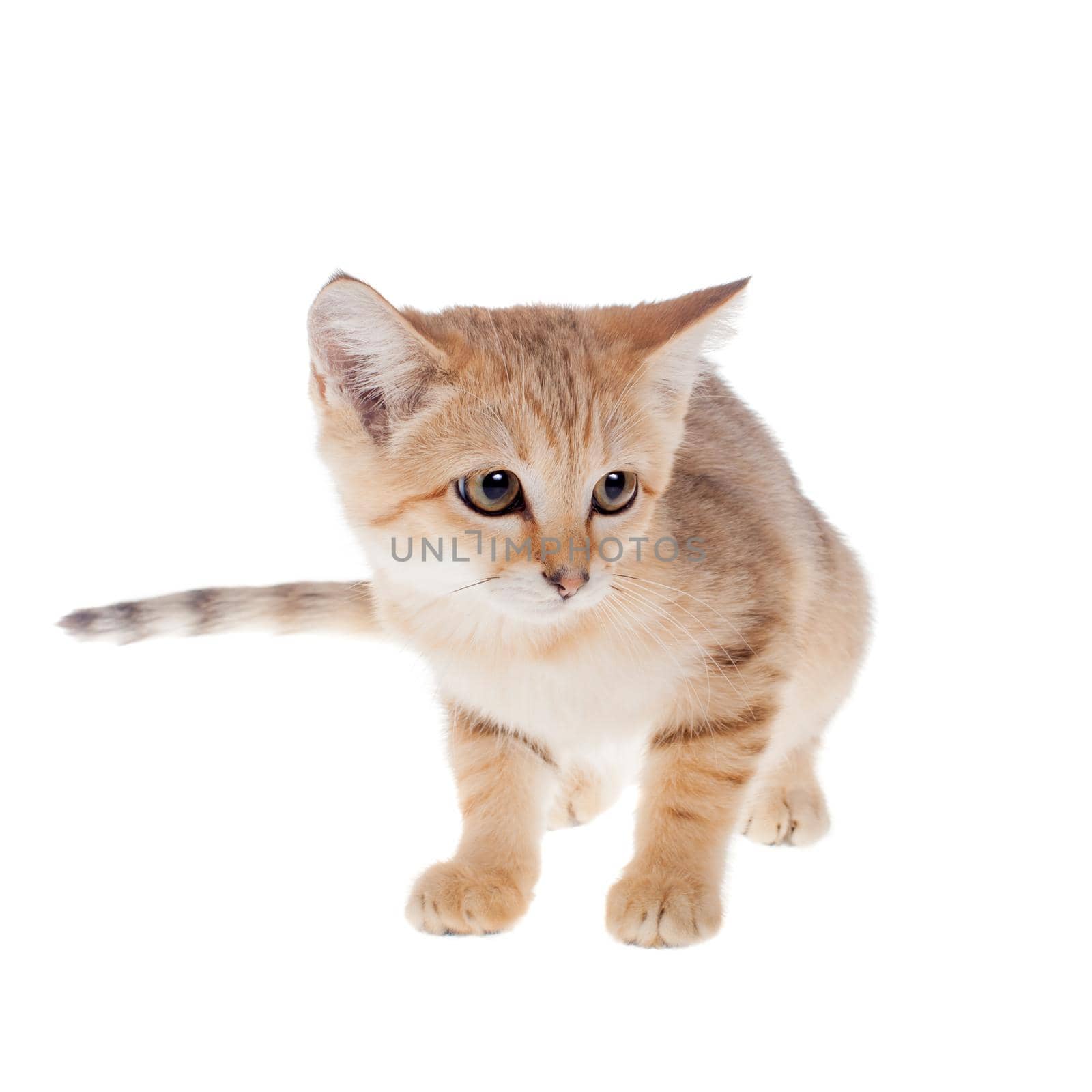 Sand cat, Felis margarita, isolated on white background