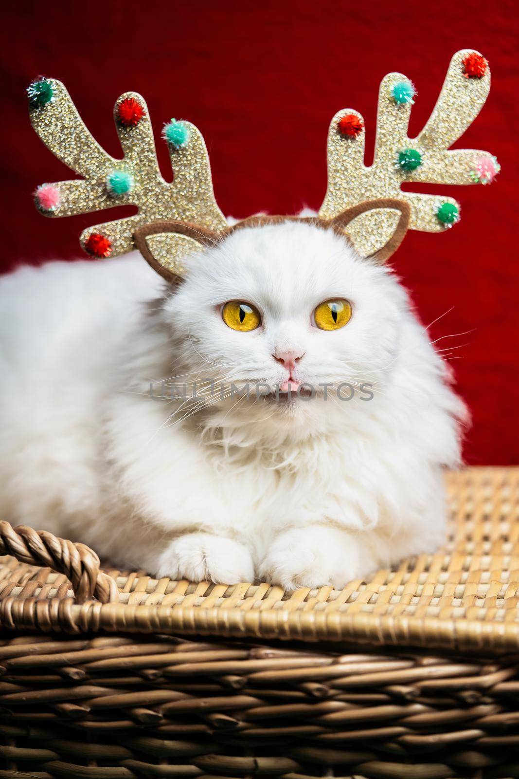 Portrait of a fluffy white cat in a Christmas decoration - deer horns and Santa Claus costume. New year, pets, animals meme concept. High quality photo