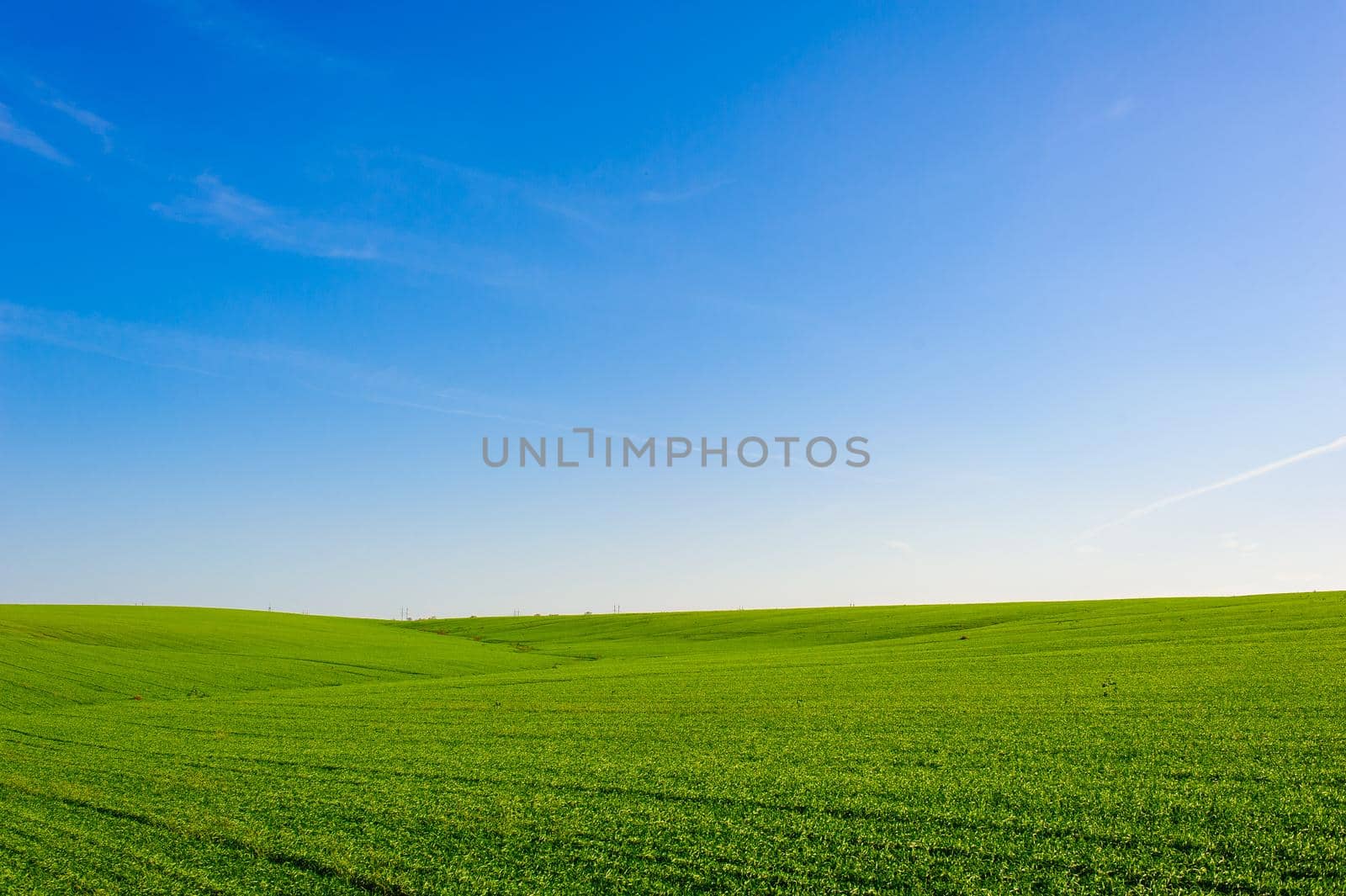 Green Field of wheat, blue sky and sun, white clouds. wonderland