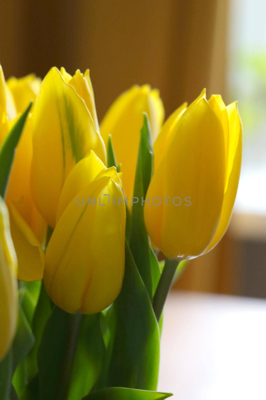 Close-up of a bouquet of yellow tulips in a vase