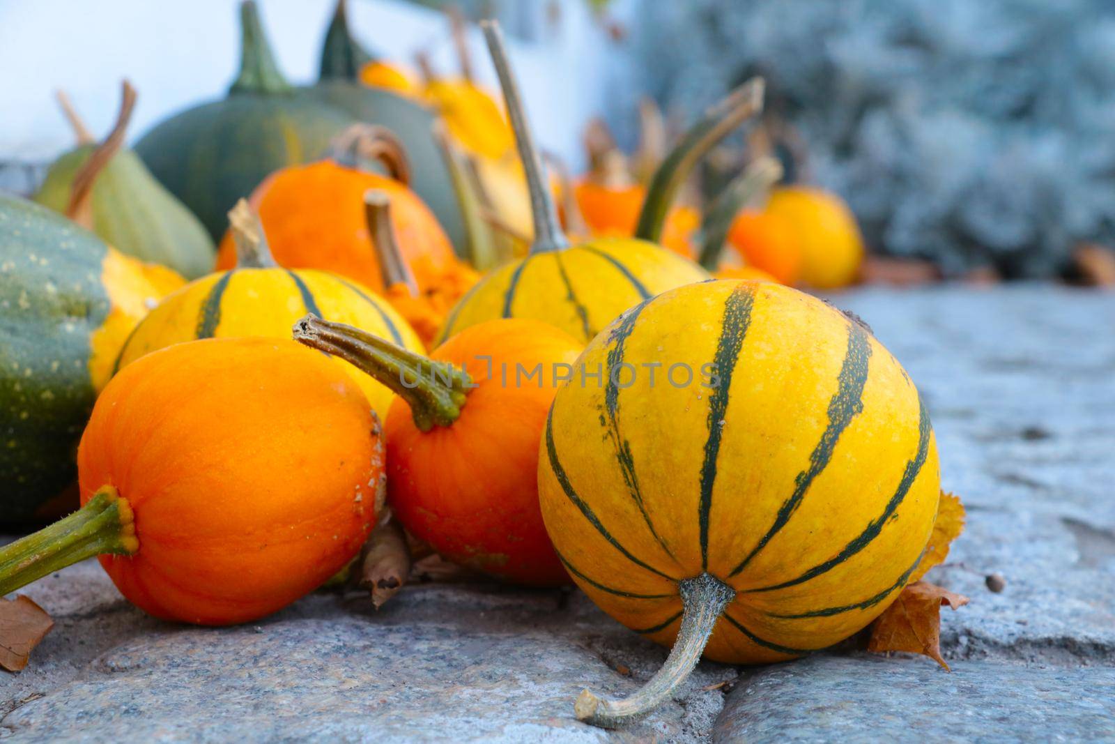 Close-up of pumpkins removed from the fields