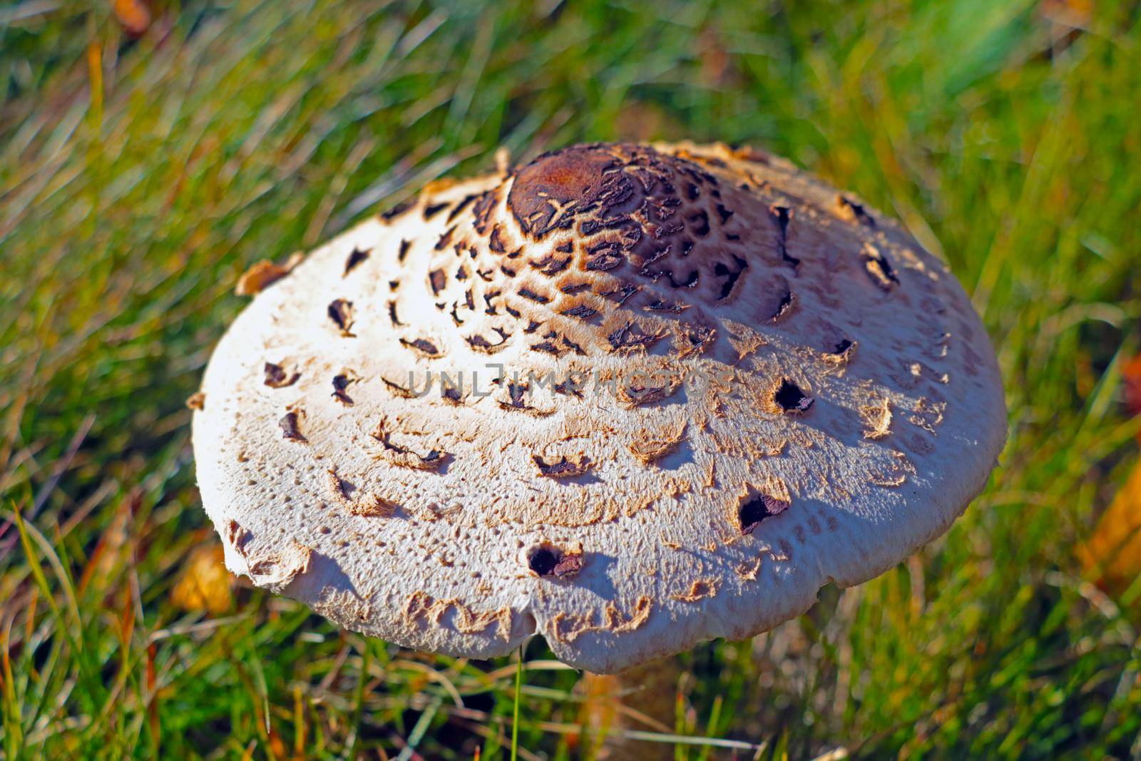 A mushroom grows in a clearing in the forest. Ingathering