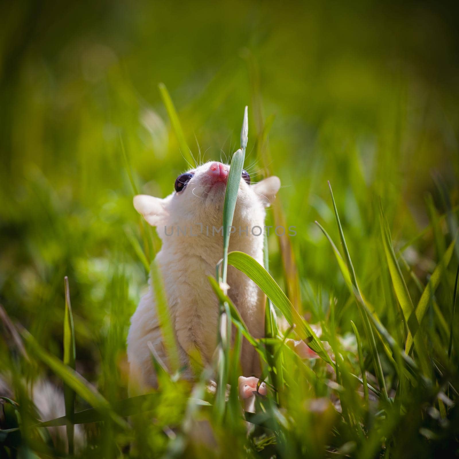 White sugar glider, Petaurus breviceps, on green meadow