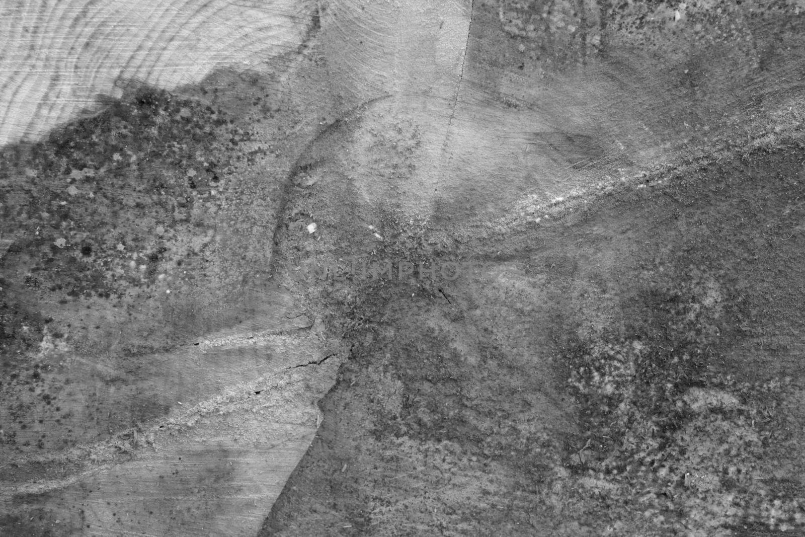 Black and white photo of the tree trunk, the texture of the tree, the background