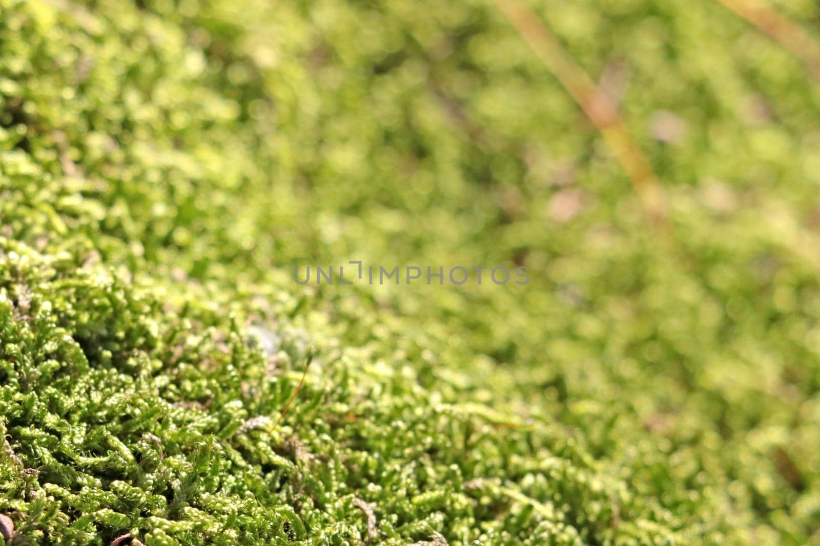 A selective focus, young green moss grows in the forest