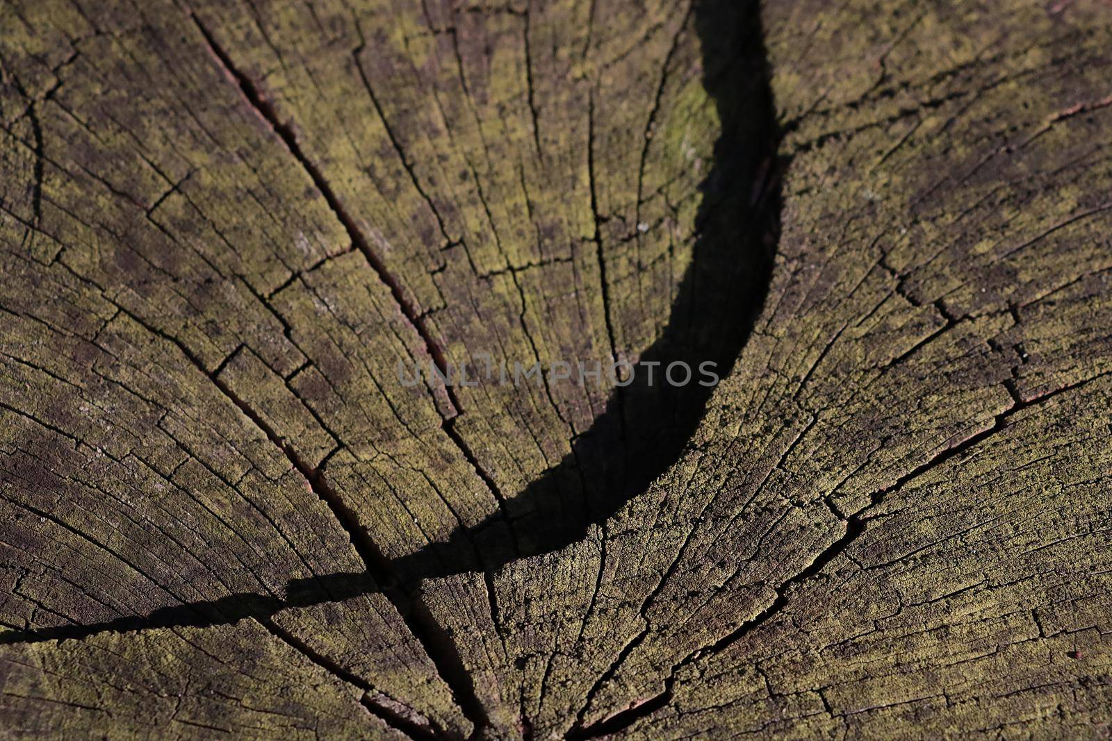 Close-up of a wooden tree trunk. A large crack in the wood