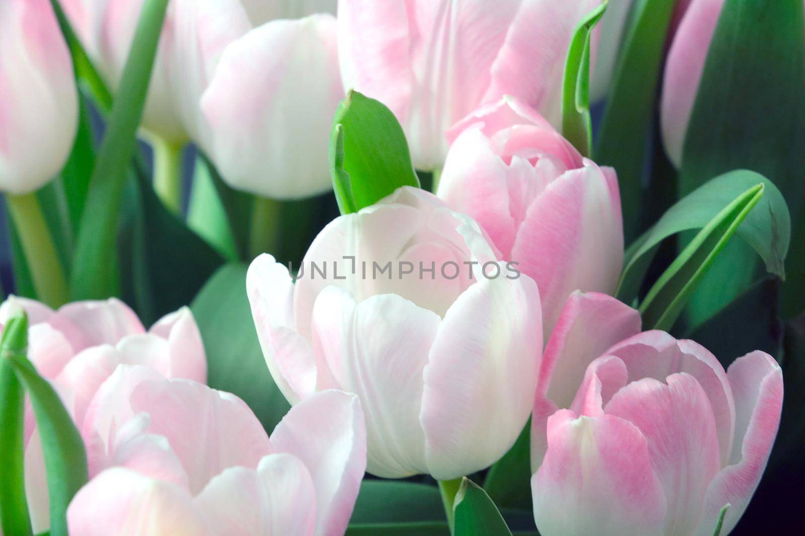 Beautiful bright bouquet of flowering tulips in a bouquet