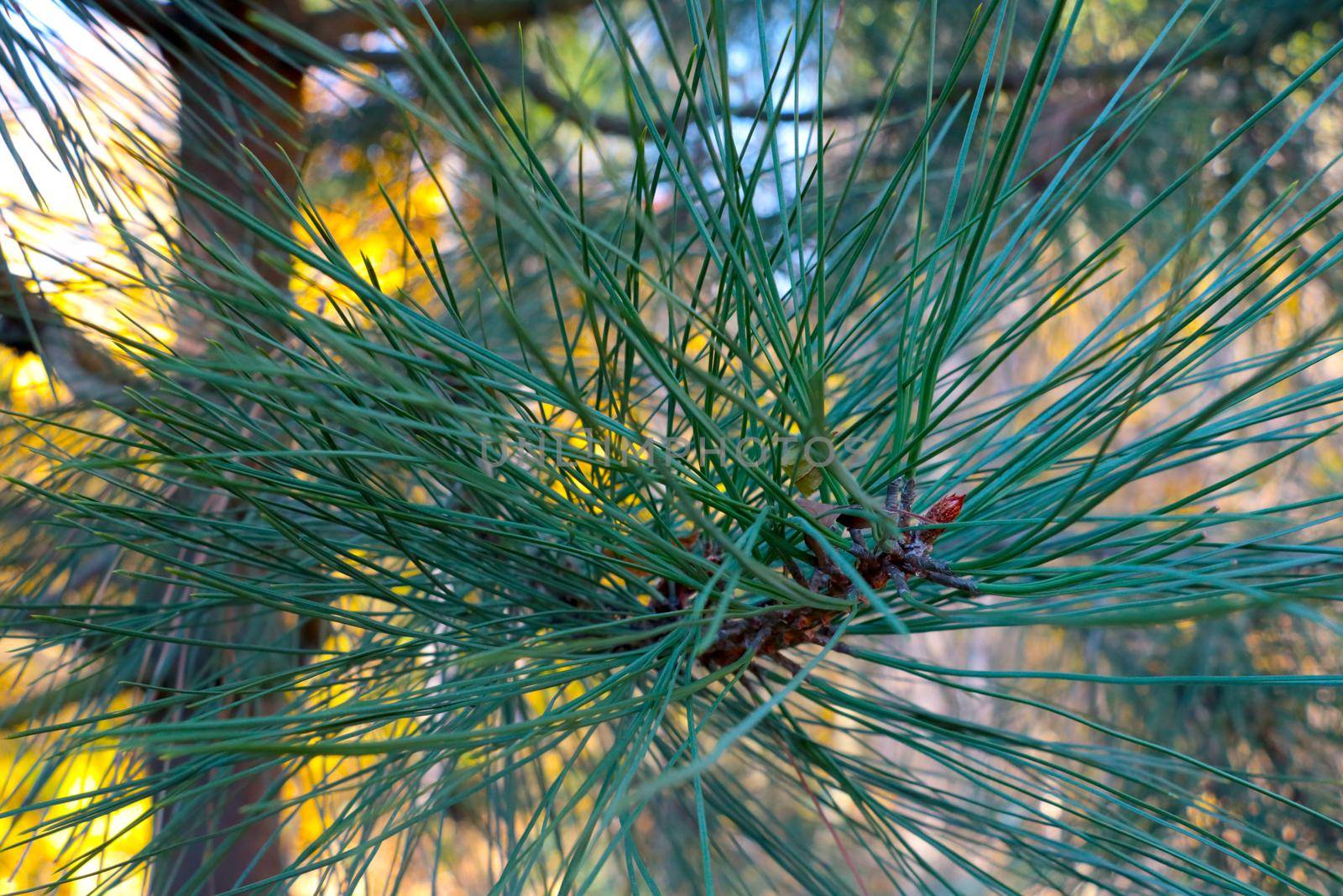 Beautiful young green pine branch with long needles