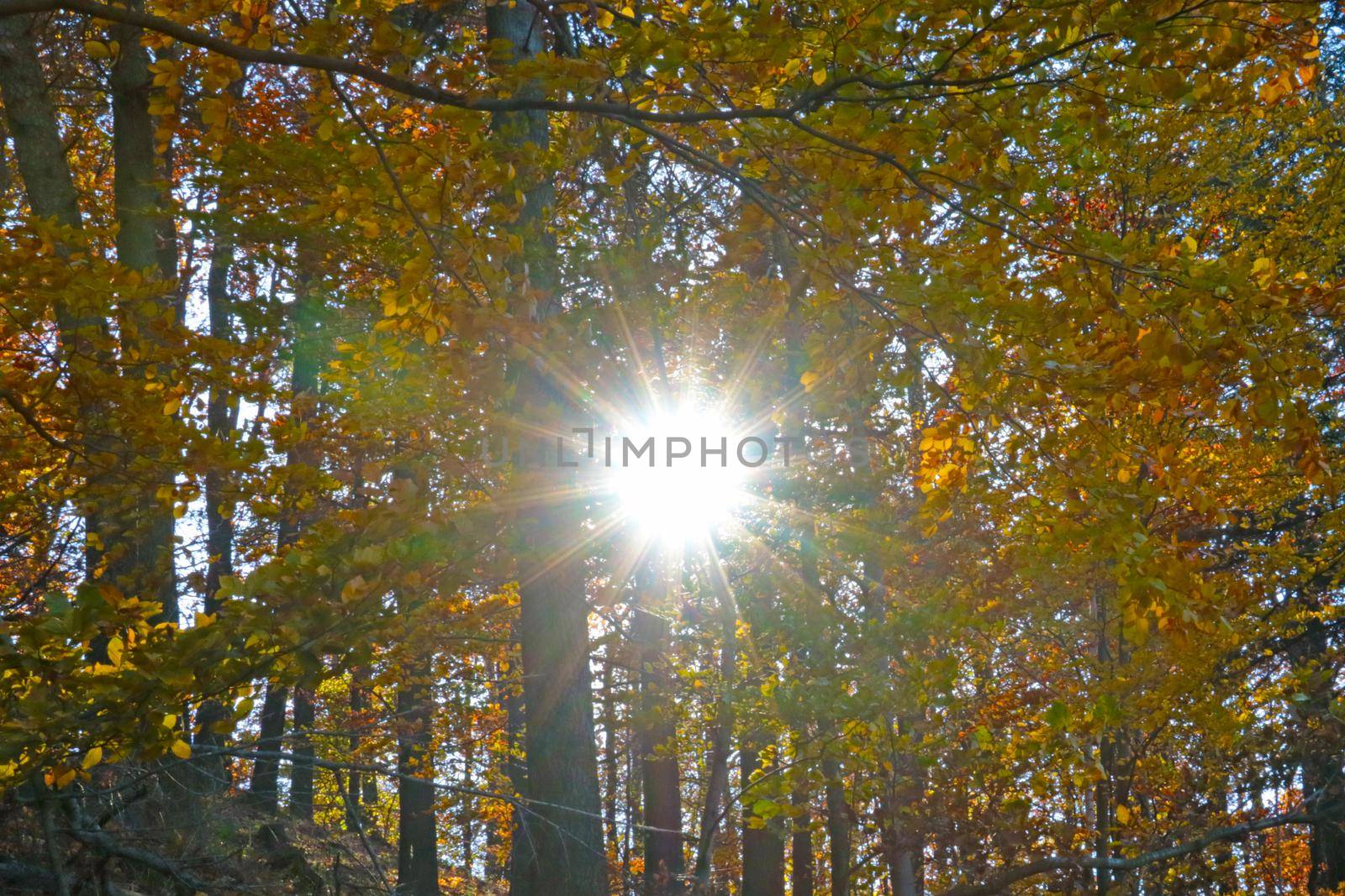 The bright sun shines through the branches of trees in the autumn forest