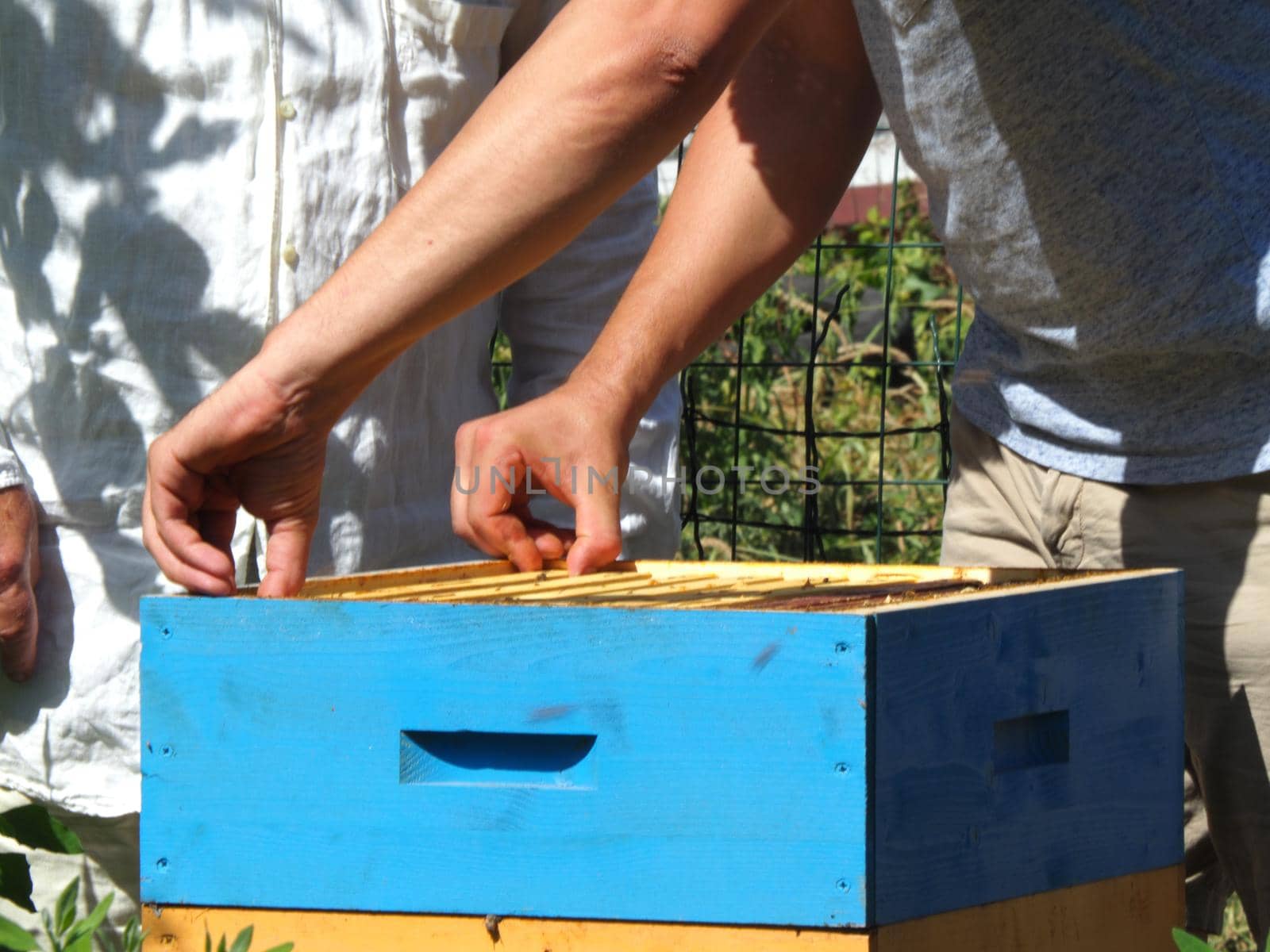 Master bee keeper pulls out a frame with honey from the beehive in the colony. by verbano