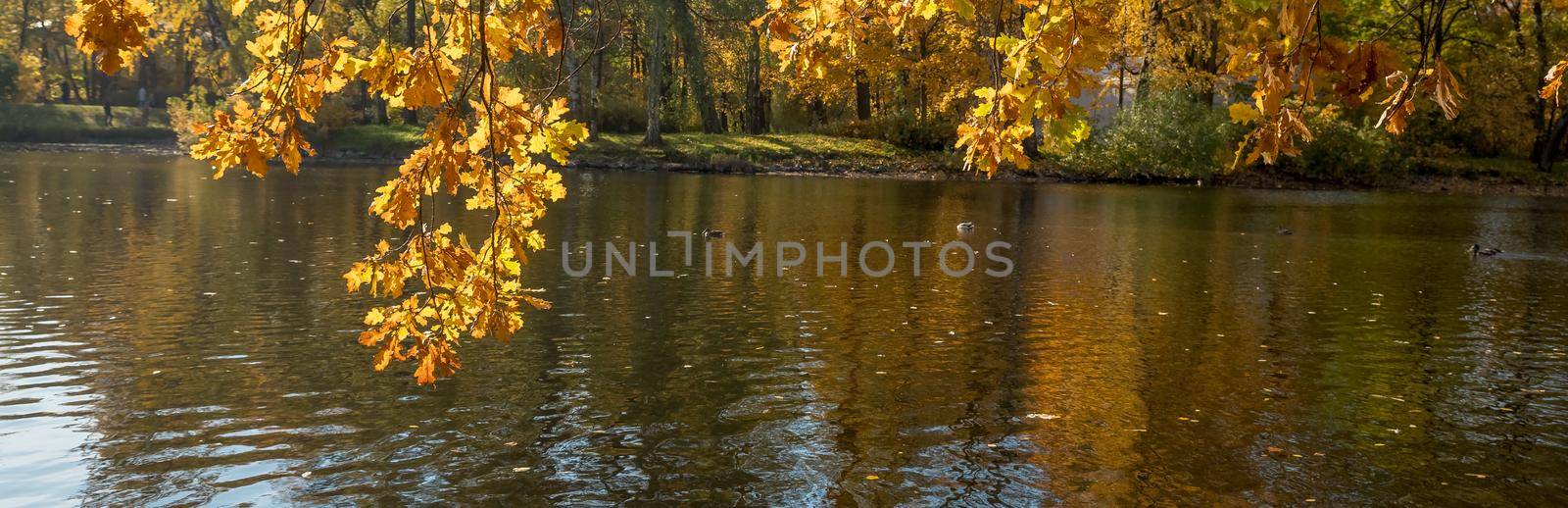 oak tree branch bow down to a water in an autumn forest. fall colors.Autumn trees in the park. sunny weather.Yellow autumn leaves and branches against a blue sky by YuliaYaspe1979