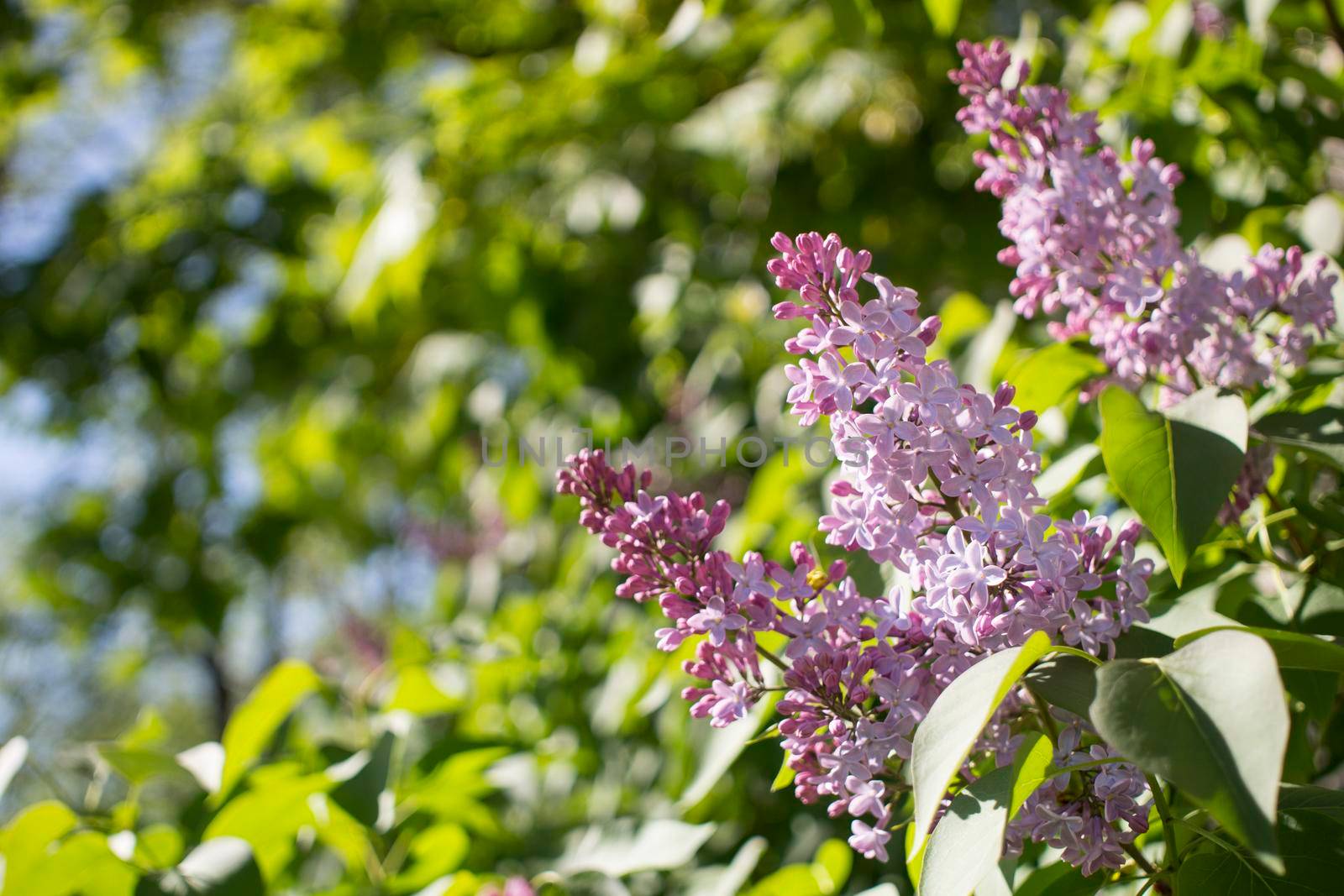 Landscape of a warm spring day, lilac flowers. a Eurasian shrub or small tree of the olive family, that has a fragrant violet, pink, or white blossoms and is cultivated as an ornamental. High quality photo