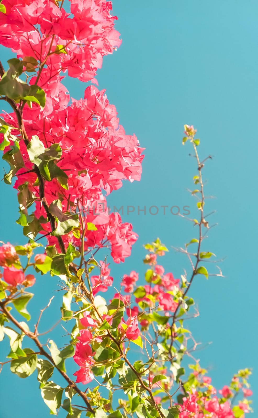 Floral background, spring nature and botanical beauty concept - Coral blooming flowers and blue sky, feminine style background