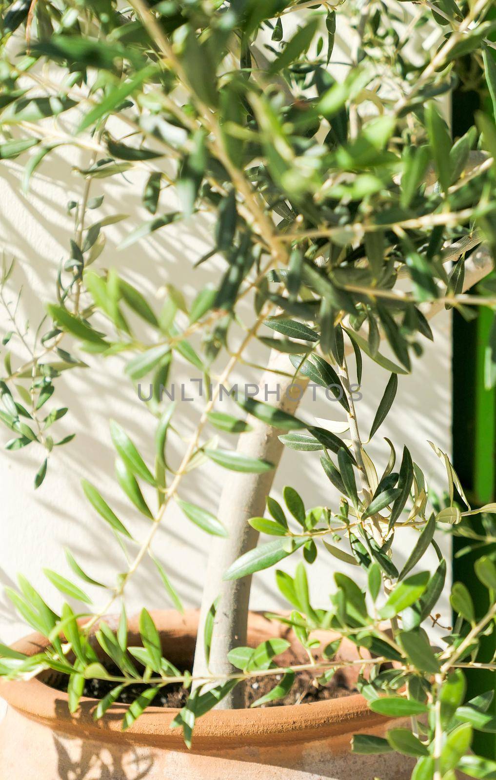 Olive tree and sunshine - gardening, nature background and environmental concept. The beauty of a green garden