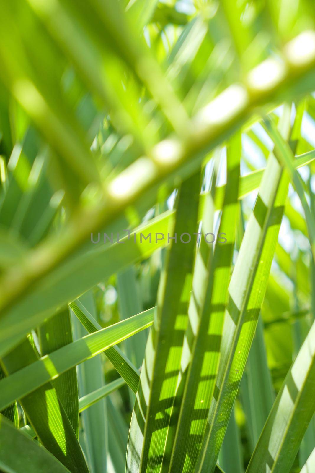 Palm leaves in summertime by Anneleven