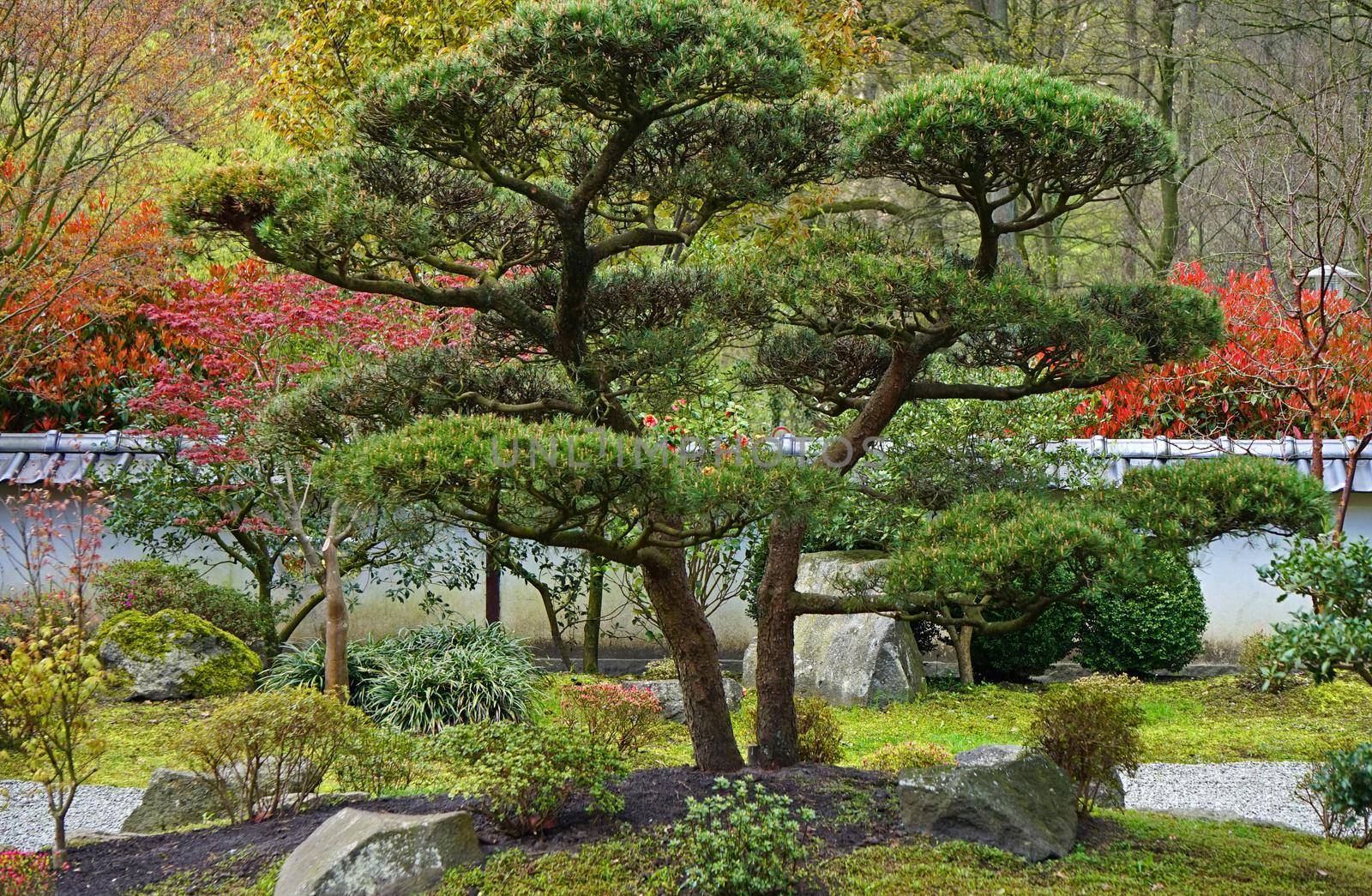 A whimsical pine tree in the middle of the Japanese garden in Bielefeld. 