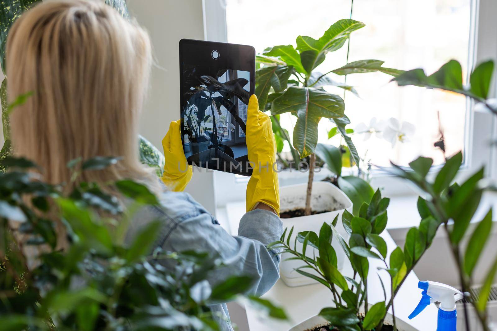 Woman using a digital tablet pc for indoor flowerpots by Andelov13