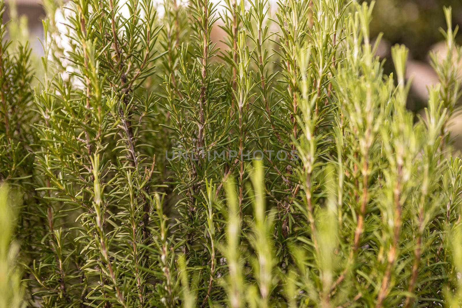 Close up image of rosemary growing in a garden