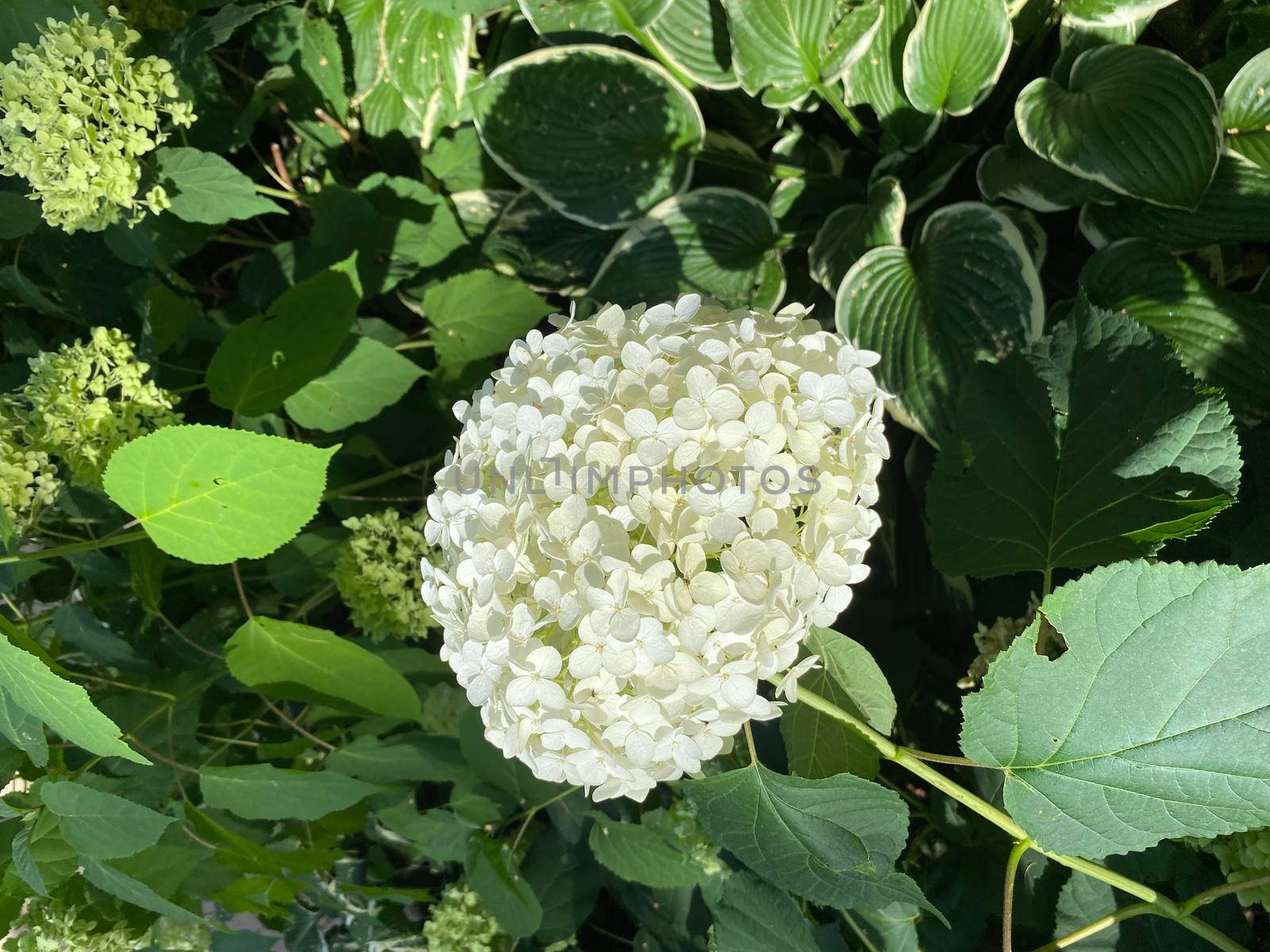 White hydrangea - Snowball tree. Hydrangea flowers are very unique. This flower can change color, ranging from white, red, to purple. Color changes in hydrangeas indicate the natural pH levels in the soil content.