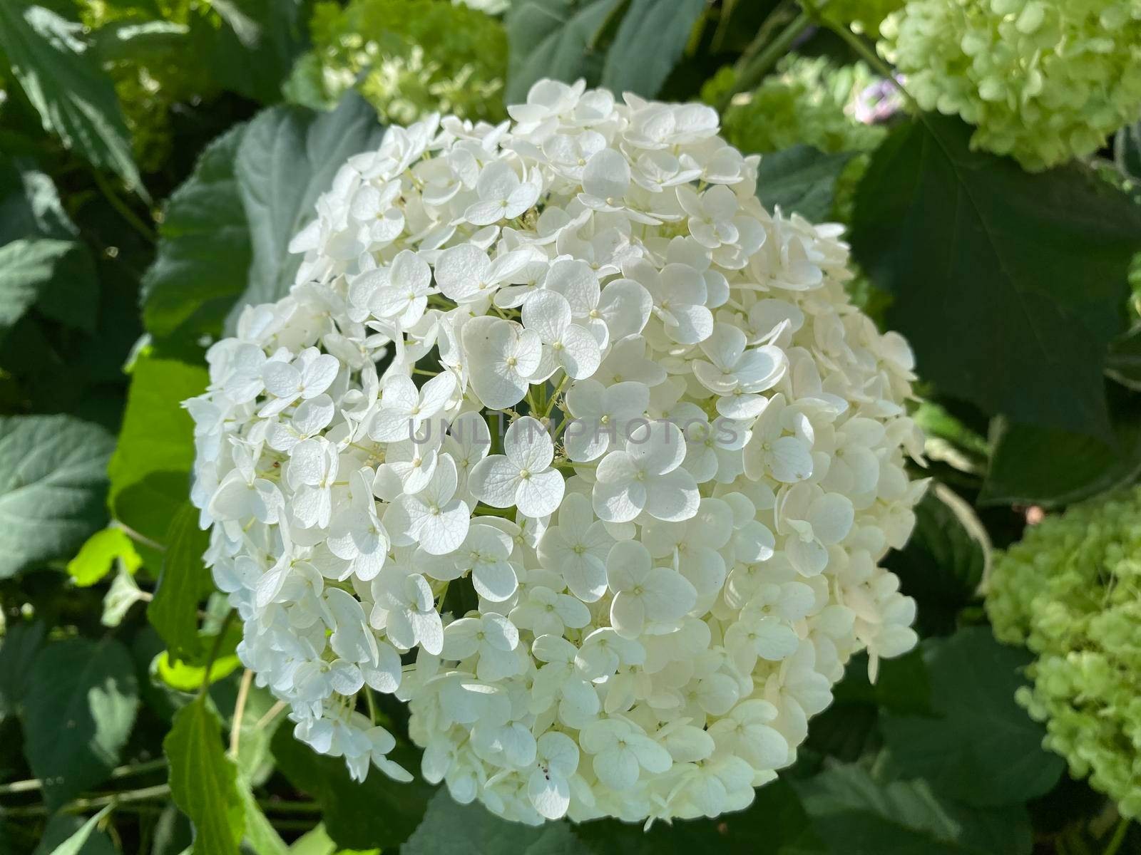 White hydrangea - Snowball tree. Hydrangea flowers are very unique. This flower can change color, ranging from white, red, to purple. Color changes in hydrangeas indicate the natural pH levels in the soil content.