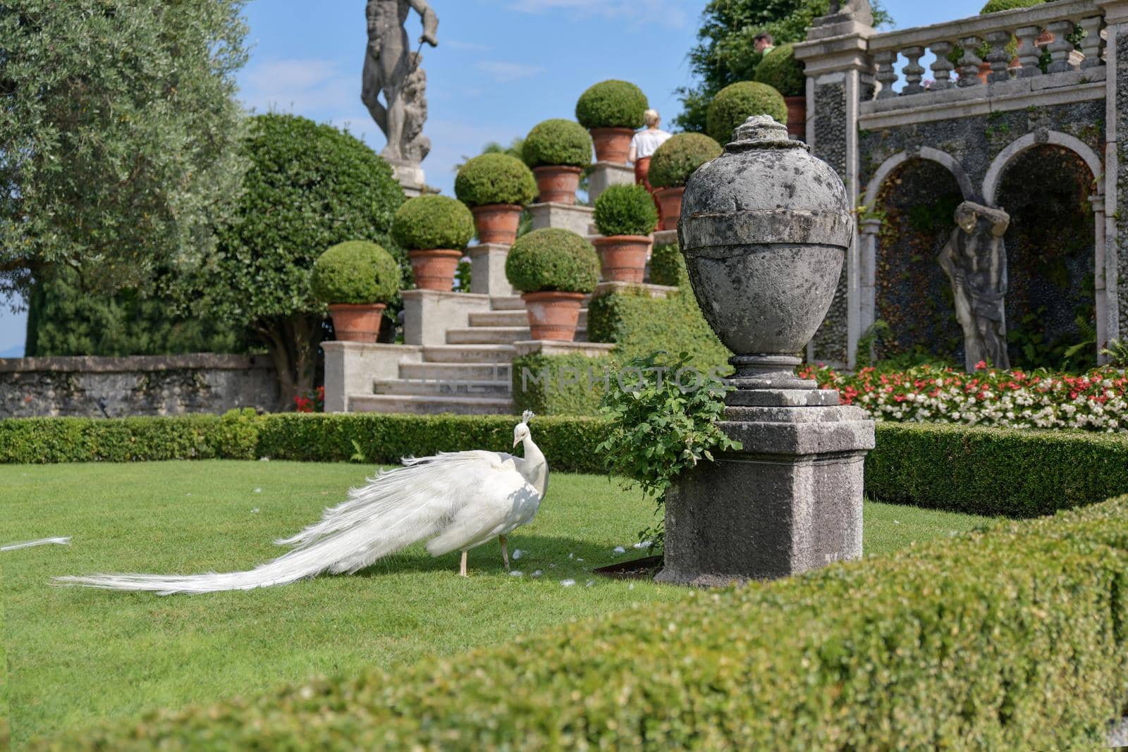 The white peacocks and baroque statues, Lake Maggiore, Stresa, Italy.