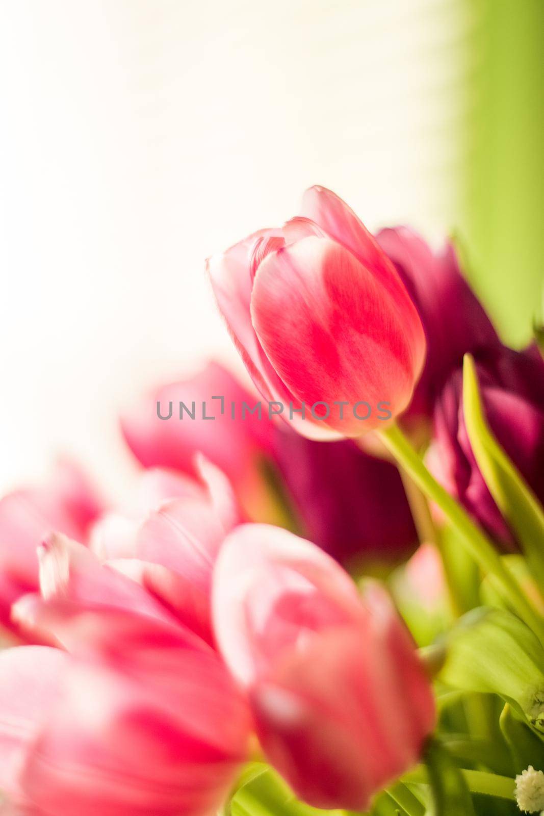 Bouquet of beautiful tulips, floral background by Anneleven