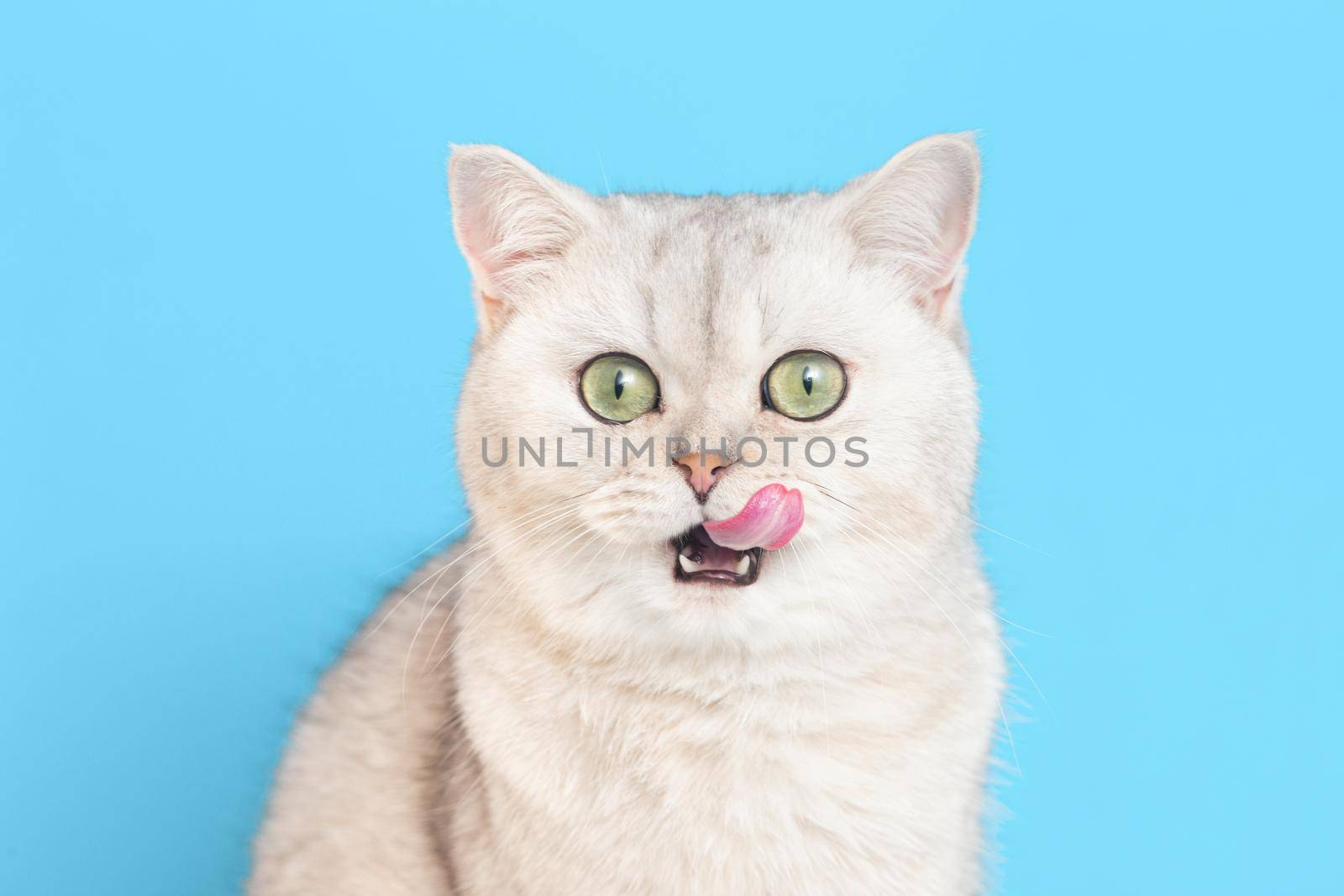 Close-up of a funny white British cat, sitting on a white background, licking his lips, looking at the camera on a blue background. copy space