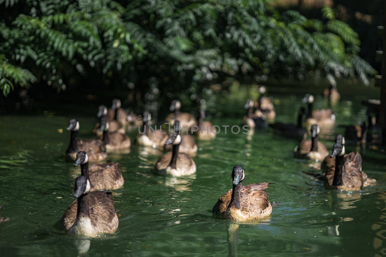 Wild Geese Swimming in the city Lake. High quality photo