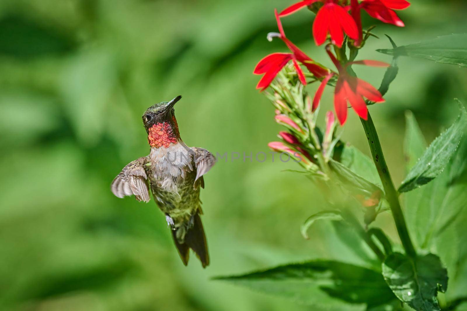 Adult male Ruby-throated Hummingbird (rchilochus colubris) feeding on a cardinal flower (Lobelia cardinalis). by patrickstock