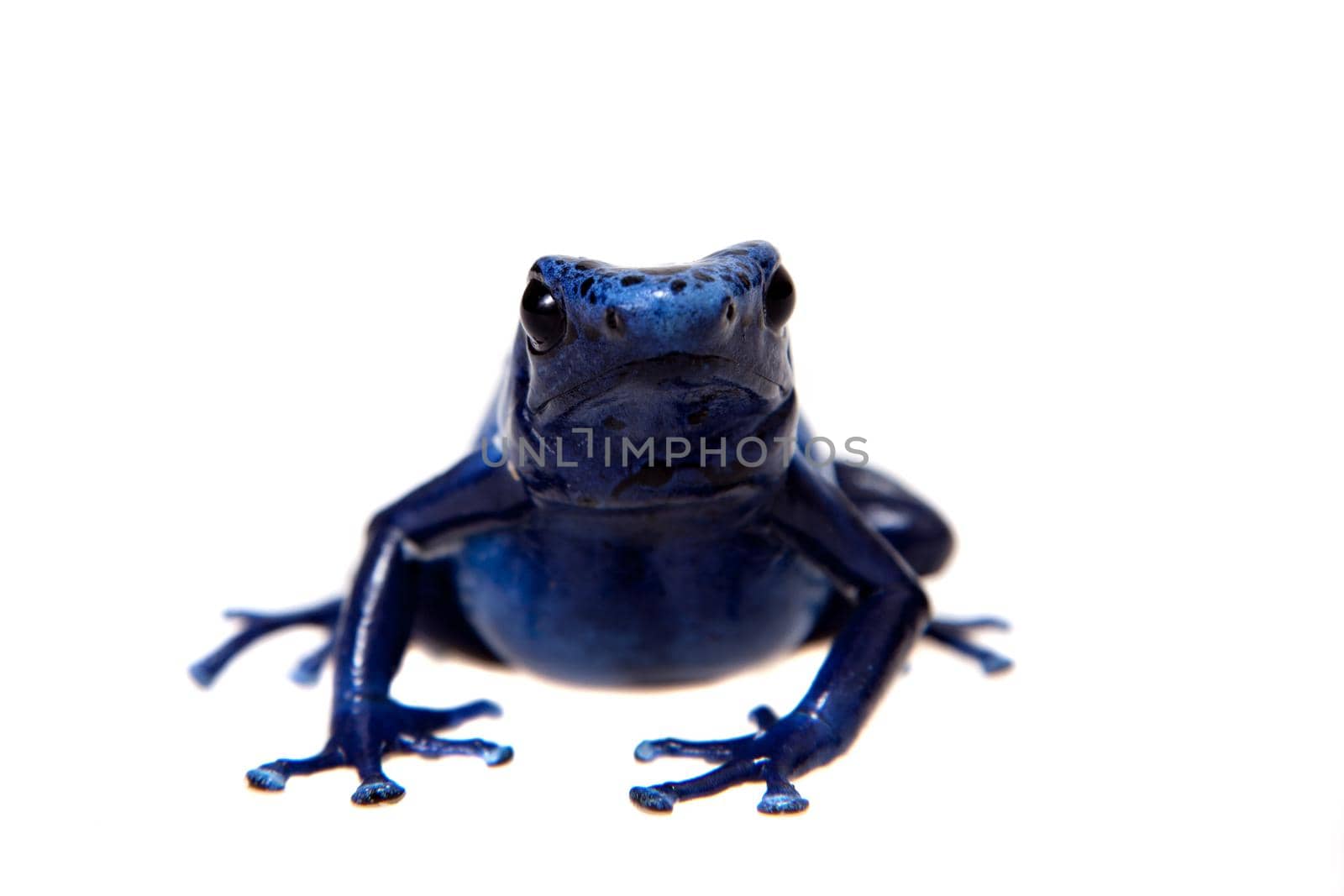 Blue Poison Dart Frog, Dendrobates tinctorius Azureus, on white background.