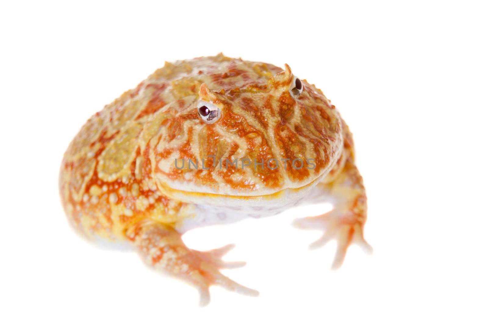 The chachoan horned frog, Ceratophrys cranwelli, isolated on white background