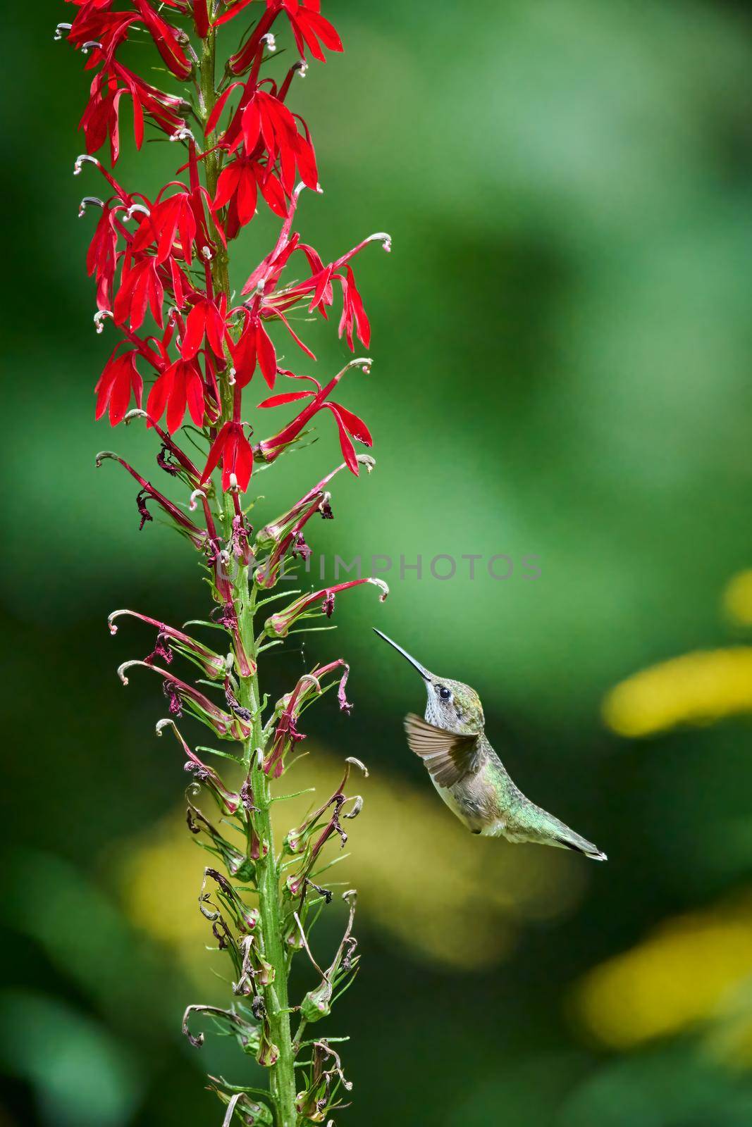 Ruby-throated Hummingbird (rchilochus colubris) feeding on a cardinal flower (Lobelia cardinalis).