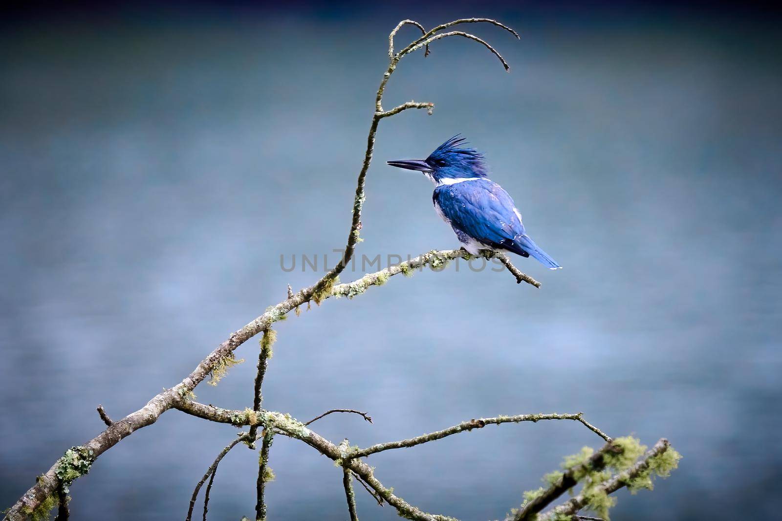 Male Belted Kingfisher (Megaceryle alcyon) perched on a dead branch at Lake Chatuge, NC.